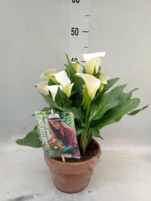 <h4>Zantedeschia  'Captain Fresco'</h4>
