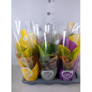 Codiaeum var. GR 'Petra'