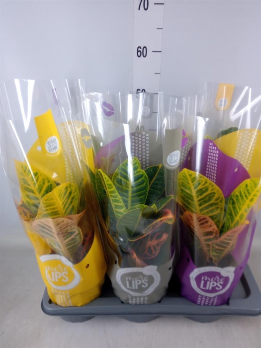 <h4>Codiaeum var. GR 'Petra'</h4>