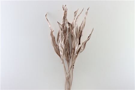 Dried Strelitzia 10pc Champagne Bunch Slv