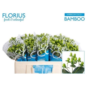 Hyp Coco Bamboo Florius