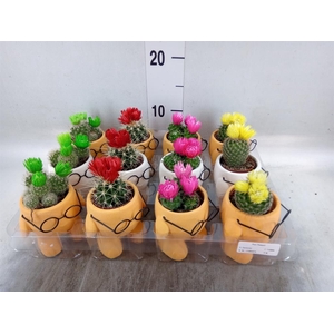 Cactus   ...mix