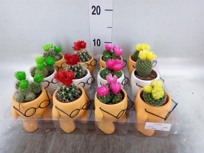 <h4>Cactus   ...mix</h4>