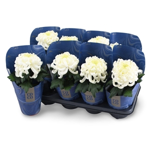 Chrysanne CoCo White