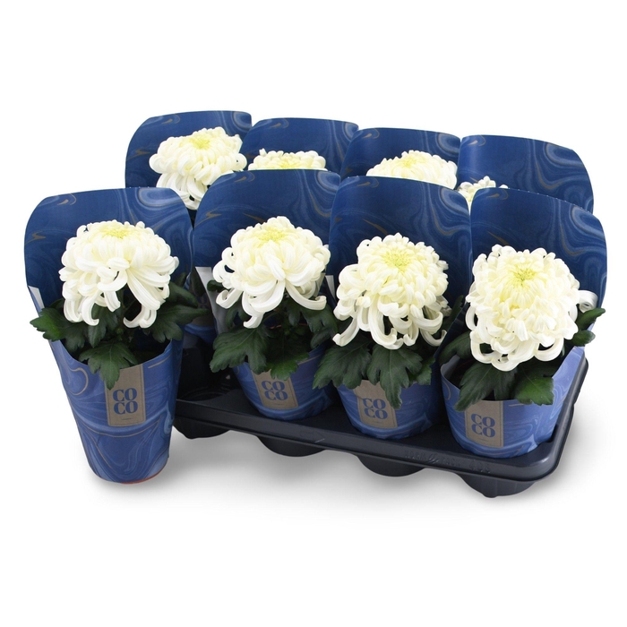 <h4>Chrysanne CoCo White</h4>