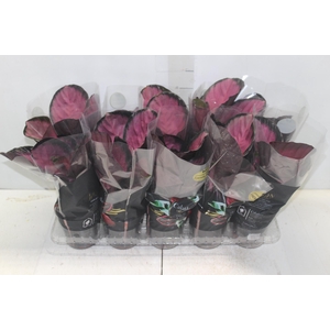 CALATHEA ROSEA PICTA CRIMSON P12