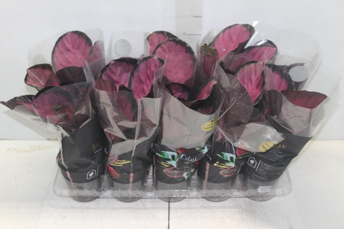 <h4>CALATHEA ROSEA PICTA CRIMSON P12</h4>