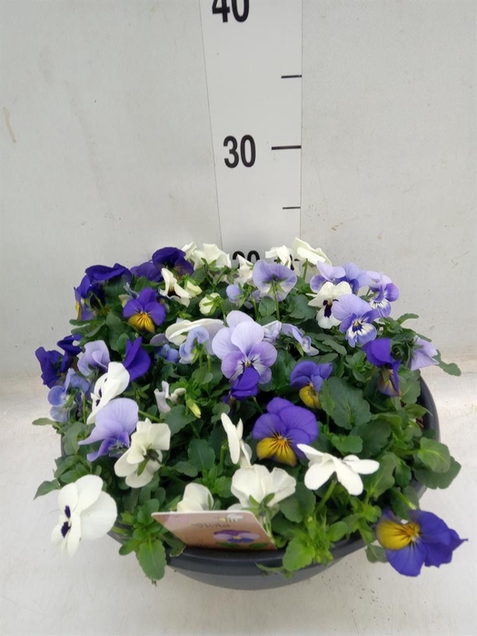 <h4>Viola corn.   ...</h4>