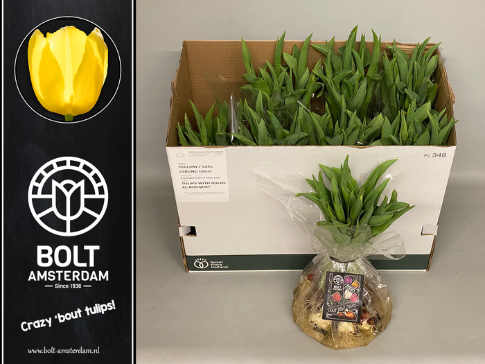 <h4>TU EN STRONG GOLD</h4>