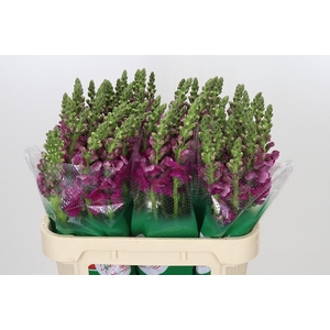 Antirrhinum majus Toulon Purple
