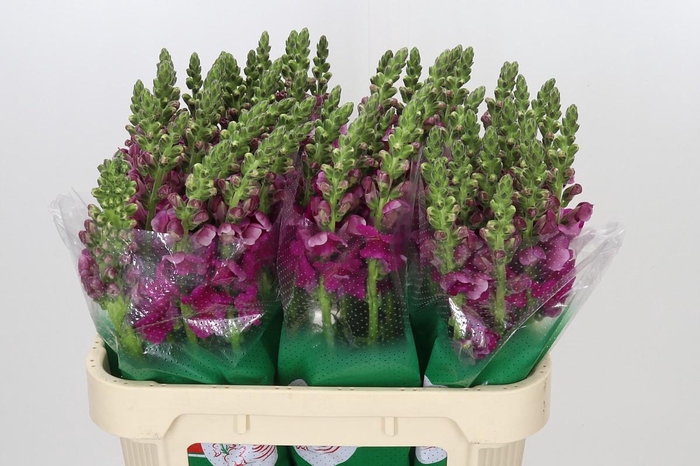 <h4>Antirrhinum majus Toulon Purple</h4>