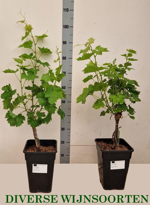 <h4>VITIS VINIFERA</h4>