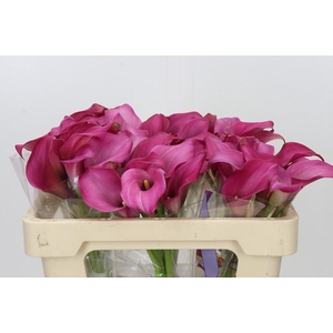 Zantedeschia 'Zazu'