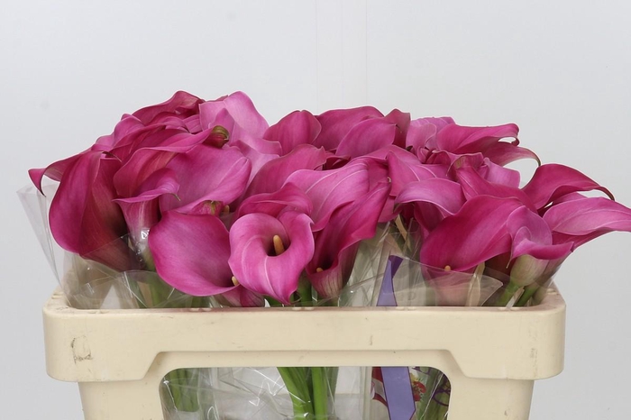<h4>Zantedeschia 'Zazu'</h4>