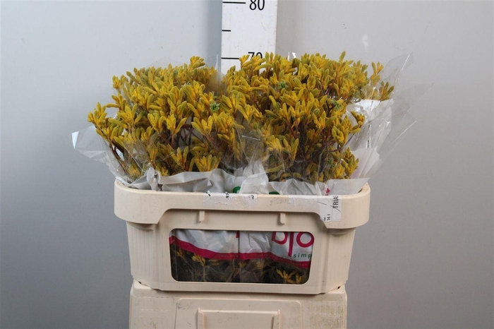 <h4>Anigoz Yellow Gem</h4>