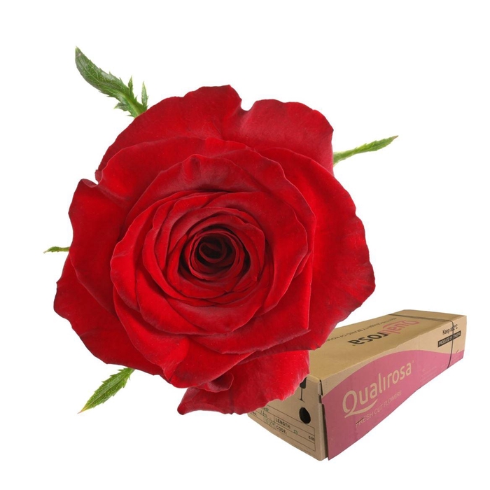 <h4>R Gr Monte Carlo -in box</h4>