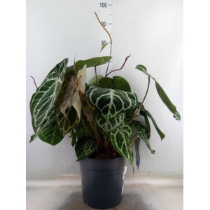 Anthurium crys. 'Karma Crystal Hyb'