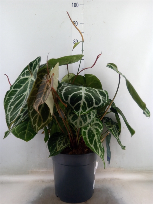 <h4>Anthurium crys. 'Karma Crystal Hyb'</h4>