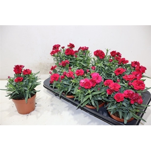 Dian Osc Cherry
