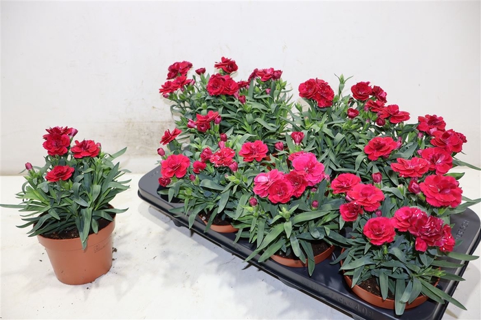 <h4>Dian Osc Cherry</h4>