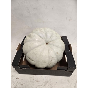 CUCURBITA