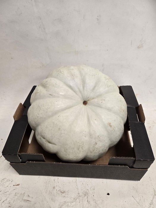 <h4>CUCURBITA</h4>