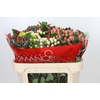Hypericum Rainbow Romance Spray