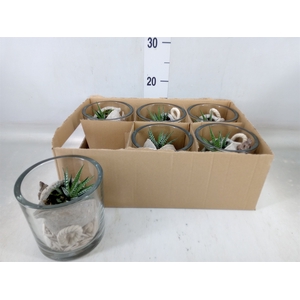 Arr.   Kamerplant Groen L%