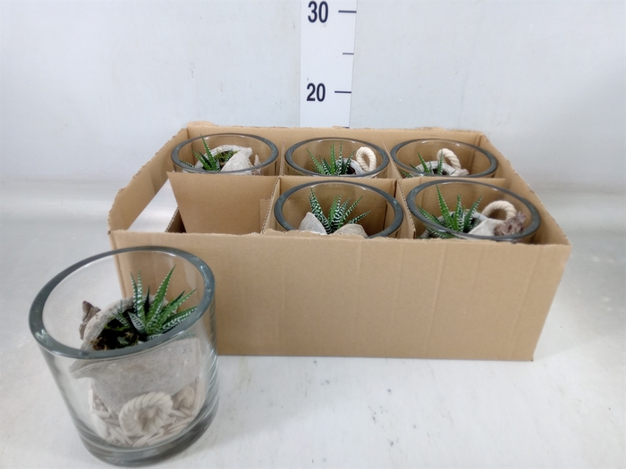 <h4>Arr.   Kamerplant Groen L%</h4>