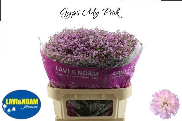 <h4>GYPS PA MY PINK</h4>