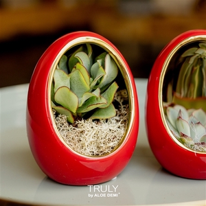 TRULY Crassula, Egg Red gold