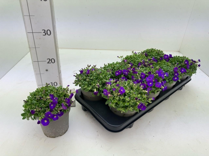 <h4>AUBR GRACILIS KITTE</h4>