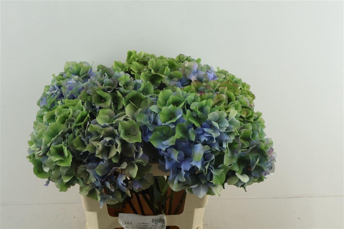 <h4>Hydr M Cl. Royal Palace 60-20</h4>