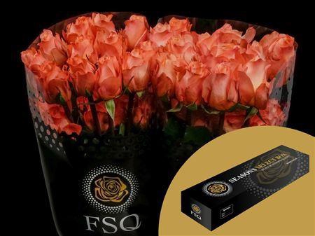 <h4>R Gr Coral Reef Box</h4>