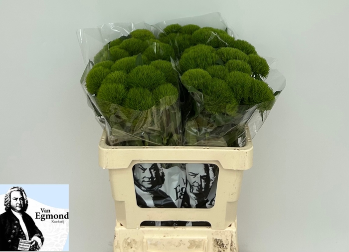 <h4>DI BARB GREEN WICKY</h4>