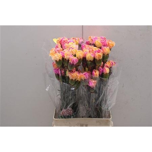 Di St Tinted Tropical 1703