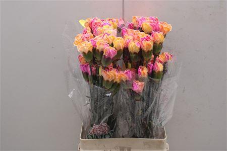 <h4>Di St Tinted Tropical 1703</h4>