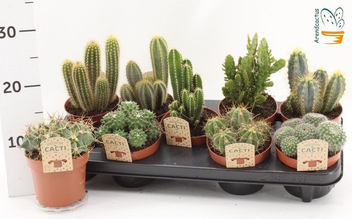 <h4>CACTUS GEM</h4>