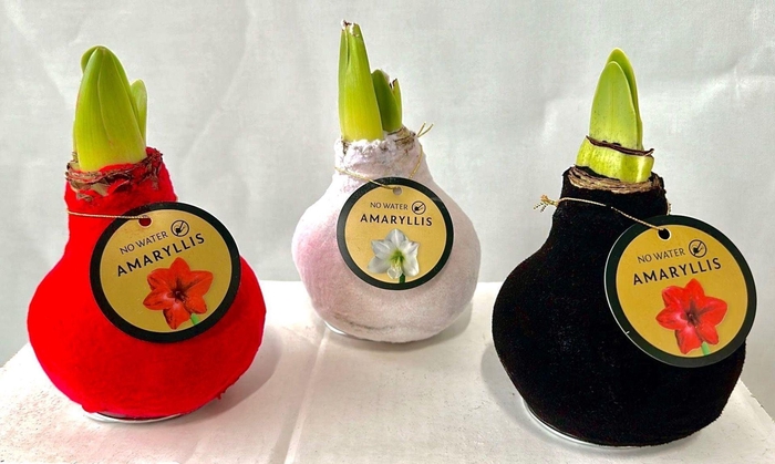 <h4>Hippeastrum gewaxt</h4>