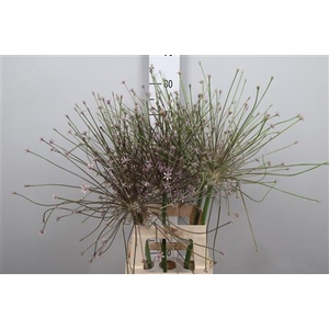 Allium Schubertii