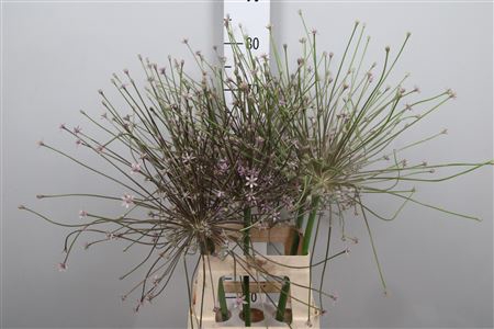 <h4>Allium Schubertii</h4>