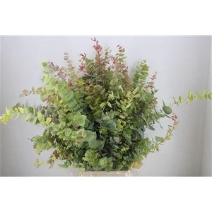 CIN  EUCA STUARTIANA AUTUMN P BUNCH