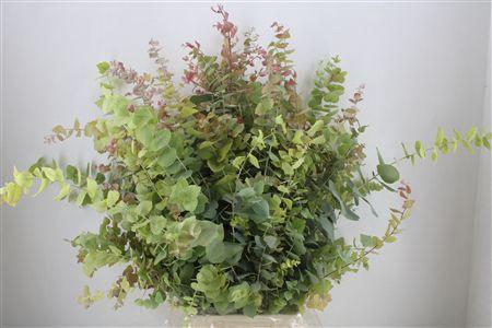 <h4>CIN  EUCA STUARTIANA AUTUMN P BUNCH</h4>