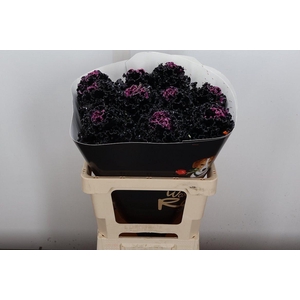 Brassica (fr) Wx Black Beauty