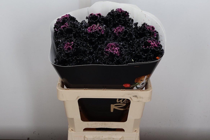 <h4>Brassica (fr) Wx Black Beauty</h4>
