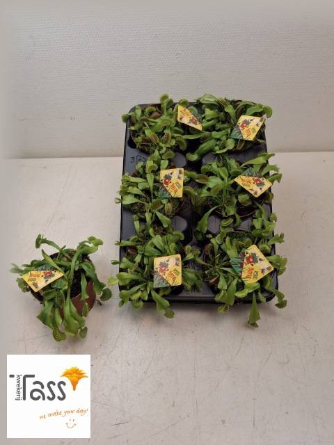 <h4>DIONAEA MUSCIPULA</h4>