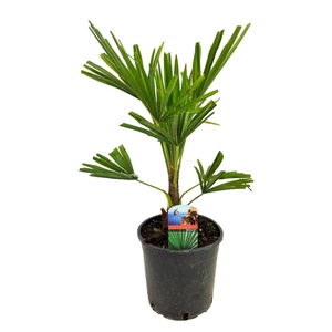 Trachycarpus fortunei