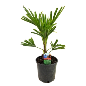 Trachycarpus fortunei