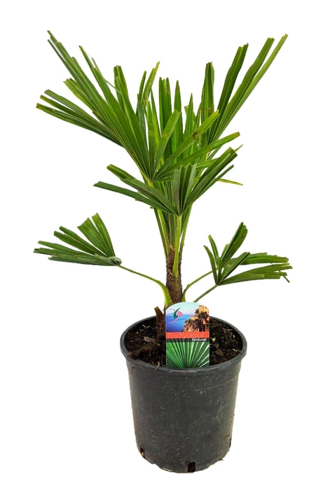 <h4>Trachycarpus fortunei</h4>