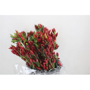 Pepers Paprika Rood Pbs